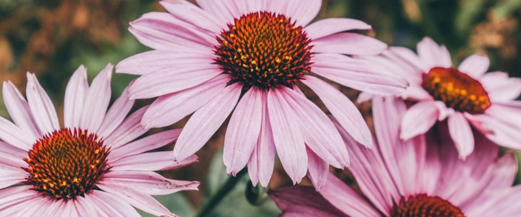 Echinacea
